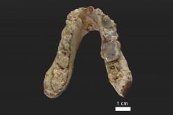 Spodní čelist tvora pojmenovaného Graecopithecus freybergi nalezenou v Pyrgos Vassilissis dnes můžete spatřit v metropolitním muzeu v Athenách. Její stáří je  7,175 milionů let. Foto: Wolfgang Gerber, University of Tübingen.