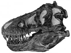 Lebka druhého v pořadí objeveného tyranosaura, jde o exemplář s označením AMNH 5027. Tento tyranosaurus byl objeven Barnumem Brownem ve východní Montaně roku 1908. Autor snímku: A. E. Anderson, převzato z Wikipedie