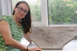 Paleontoložka Maria McNamarová ukazuje desku jemnozrnné horniny s fosilií opeřeného teropodního dinosaura. Podobné objevy umožnily zjistit víc informací například i o fyziologii neptačích dinosaurů. Kredit: John Sheenan