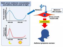 oncentrace melatoninu v krvi dosahuje maxima v noci. Melatonin zvyšuje kontrakci hladkého svalstva dýchacích cest - nic o co by například astmatici, měli stát. Kredit: Kentaro Mizuta, Tohoku University.