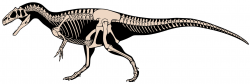 Kosterní diagram alosauridního teropoda druhu Allosaurus jimmadseni, velmi blízkého příbuzného druhu A. fragilis. Podobně asi vypadal i Epanterias amplexus, pokud se ovšem jedná o platný rod a druh. Je totiž možné, že epanterias představoval pouze odrostlého a tedy značně velkého jedince alosaura. Největší zástupci mohli být dlouzí asi 12 až 13 metrů, v případě zmíněného záhadného jedince z Colorada pak možná až kolem 15 metrů. Kredit: Scott Hartman; Wikipedie (CC BY 4.0)