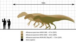 Ačkoliv byl alosaurus velkým teropodem, ani zdaleka se hmotností neblížil o 80 milionů let mladšímu druhu Tyrannosaurus rex. Největší ověřený jedinec alosaura měřil na délku necelých deset metrů a jeho hmotnost je odhadována asi na 2 až 2,5 tuny. Oproti tomu někteří odrostlí jedinci tyranosaura vážili při délce přes 12 metrů více než 8 tun. Kredit: Steveoc 86 Marmelad; Wikipedie (CC BY-SA 2.5)