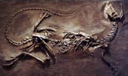 Replika kostry typového exempláře druhu Dilophosaurus wetherilli, vystavená v expozici torontského Královského ontarijského muzea (Royal Ontario Museum). V této pozici byl první známý exemplář dilofosaura objeven roku 1942 paleontology (resp. již o dva roky dříve příslušníkem kmene Navahů jménem Jesse Williams) na severu Arizony v sedimentech geologického souvrství Kayenta. Zda by tento teropod skutečně uběhl stometrovou vzdálenost v čase pod 12 sekund, to už nejspíš zůstane skryto v téměř dvě stovky milionů let vzdálené minulosti. Kredit: Eduard Solà; Wikipedia (CC BY-SA 3.0)