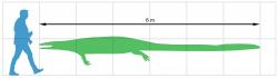 Silueta a velikostní porovnání člověka a tethysaurinního mosasaurida. V tomto případě se jedná o druh Pannoniasaurus inexpectatus, formálně popsaný roku 2012 z území Maďarska. Pravděpodobně se jednalo o blízce příbuzný druh „českého“ mosasaurida z Dolního Újezdu u Litomyšle. I náš zástupce tedy mohl být podobně tvarovaný a snad i podobně velký. Kredit: Makádi et al. (2012); Wikipedie (CC BY 2.5)