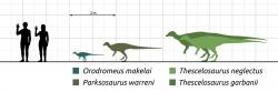 Thescelosaurus byl podstatně větší a robustnější ornitopod než jeho příbuzný Orodromeus, o kterém víme takřka s jistotou, že vyhrabával podzemní nory. Dokázal to samé také o 30 milionů let mladší dinosaurus, žijící až na samotném rozhraní křídy a paleogénu? A mohla ho tato schopnost alespoň nakrátko zachránit před úplným vyhlazením po dopadu planetky Chicxulub? Kredit: Steveoc 86; Wikipedie (CC BY-SA 4.0)