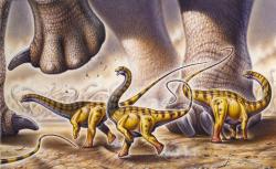 Mláďata diplodokidů (zde rod Apatosaurus) začínala svůj život jako drobná stvoření o velikosti kočky. Dorůst do hmotnosti několika slonů jim pak zabralo přibližně jen 10 až 15 let. Kredit: Fabio Pastori; Wikipedia (CC BY-SA 4.0)