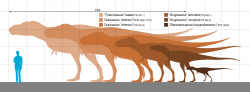 Velikostní porovnání dospělého člověka a jedinců druhu Tarbosaurus bataar v různých ontogenetických stadiích. Nejmenší známé exempláře dosahují délky kolem dvou metrů a hmotnosti několika desítek kilogramů, plně dospělí jedinci mohli být dlouzí až 12 metrů a vážit kolem 5 tun. Zda tito východoasijští tyranosauridi, žijící v době před 72 až 69 miliony let, lovili aktivně ve smečkách, zatím není možné s jistotou prokázat. Kredit: Slate Weasel; Wikipedie (CC0)