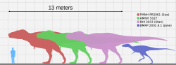 Velikostní porovnání čtyř proslulých exemplářů tyranosaura a dospělého člověka. Největší zobrazený jedinec „Sue“ měřil na délku asi 12,3 metru a zaživa vážil kolem 8400 kg, nejmenší „Jane“ bylo mládě o zhruba poloviční délce a desetinové hmotnosti. O všech čtyřech jedincích se dočtete více v odkazech v tomto příspěvku. Kredit: KoprX; Wikipedie (CC BY-SA 4.0)