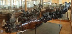 Snímek „exempláře z Penzy“, jedné z největších známých fosilií druhu Mosasaurus hoffmannii na světě. Tato nekompletně dochovaná dolní čelist patřila jedinci dlouhému asi 12 až 18 metrů. Kredit: Kora27; Wikipedia (CC BY-SA 4.0)