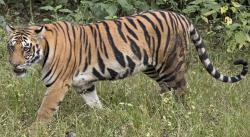 Tygr indický (Panthera tigris tigris) female, Kanha National Park, India. Kredit:  Charles J. Sharp - Own work, from Sharp Photography, sharpphotography.co.uk  CC BY-SA 4.0