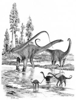 Supersauři byli gigantičtí sauropodní dinosauři, blízce příbuzní zejména rodu Apatosaurus. Vzdáleně by nám připomínali také populární rod Diplodocus, vzrostlí jedinci byli ale o dobrou polovinu delší. S tělesnou délkou kolem 40 metrů představovali patrně nejdelší známé obratlovce v dějinách vývoje života na naší planetě. Kredit: Vladimír Rimbala (ilustrace k autorově knize Pravěcí vládci Evropy, Kazda 2020).