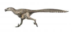 Moderní výtvarná rekonstrukce dromeosauridního teropoda druhu Dromaeosaurus albertensis. Při délce kolem 2 metrů a hmotnosti zhruba 15 kilogramů byl přibližně stejně velký jako zástupci východoasijského druhu Velociraptor mongoliensis, stavba jeho těla však byla poněkud mohutnější. Kredit: Fred Wierum; Wikipedia (CC BY-SA 4.0)