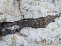 Garganské pazourky (Gargano flint)  ve vápenci u vchodu do příbojové jeskyně u Vieste, Foto: 2019 (commons.wikimedia.org).