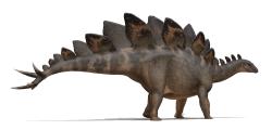 Vyobrazení „Sophie“, subadultního exempláře druhu Stegosaurus stenops. Při délce 5,6 metru a výšce 2,9 metru (až po špičky hřbetních plátů) vážil tento pozdně jurský dinosaurus asi 1600 kilogramů. Plně dorostlí jedinci stegosaurů přitom dosahovali délky 7 až 9 metrů a hmotnosti i přes 5000 kilogramů. Kredit: Fred Wierum; Wikipedia (CC BY-SA 4.0)