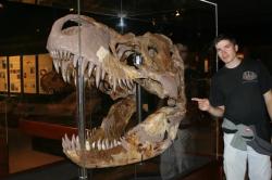 Obecně se stále předpokládá, že gigantičtí tyranosauridi s délkou přes 12 metrů a hmotností přes 5 tun se na území Laramidie objevili až se vznikem druhu Tyrannosaurus rex přibližně před 68 miliony let. 120 let starý objev z centrální Montany by ale tuto představu mohl změnit. Kredit: Daniel Madzia; červenec 2009 (autor článku u lebky exempláře MOR 008 v expozici Museum of the Rockies v Bozemanu, Montana).