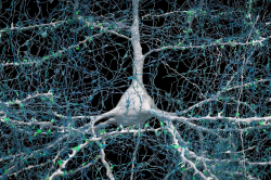 Jeden neuron (bíle) je propojený s více než 5 tisíci axony jiných neuronů (modře) skrz nejméně stejný počet synapsí (zeleně). Kredit: Google Research & Lichtman Lab (Harvard University). Renderings by D. Berger (Harvard University).
