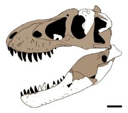 Rekonstrukce lebky nově popsaného tyranosauridního tyranosaurina druhu Tyrannosaurus mcraeensis. Tento blízký příbuzný (možná přímý předek) populárního druhu T. rex žil v jižních částech subkontinentu Laramidie asi o 5 až 7 milionů let dříve než jeho mnohem slavnější vývojový potomek. Kredit: Dalman, S. G.; et al.; Wikipedia (CC BY 4.0)