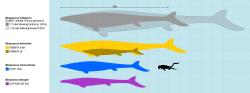 Velikostní porovnání největších známých jedinců několika druhů rodu Mosasaurus a dospělého člověka. Výrazně zde vyniká obří exemplář z ruské Penzy, známý na základě téměř kompletní fosilie dolní čelisti dlouhé 171 cm. Kredit: Slateweasel; Wikipedia (CC0)