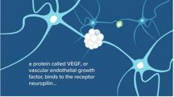 Protein VEGF (zeleně) se váže na neuropilin. (Kredit: University of Arizona Health Sciences / Debra Bowles)