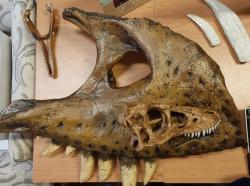 Pokud byl Nanotyrannus lancensis formálně platným druhem tyranosaurida, jednalo se o podstatně menšího a lehčeji stavěného příbuzného obřího druhu Tyrannosaurus rex. Dokládá to například i malá lebka „Chompera“ (MOR 6625), jednoho z nejmenších známých zástupců druhu T. rex o odhadovaném stáří 2 až 3 roky (nebo také juvenilního exempláře druhu N. lancensis). Lebka o délce kolem 30 cm zde v porovnání s fragmentem maxily exempláře UCMP 118742, subadultního tyranosaura obřích rozměrů. Kredit: Vladimír Socha (2024), exponáty zapůjčeny panem Tomášem Haratickým.