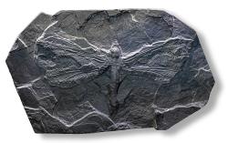Fosilní exemplář druhu Meganeura monyi v expozici instituce Musée Fleury v Lodève. Tato gigantická pravážka mohla mít v rozpětí křídel až 75 centimetrů (zobrazený exemplář LdLAP 392 má v rozpětí křídel 68 cm). Kredit: Didier Descouens; Wikipedia (CC BY-SA 4.0)