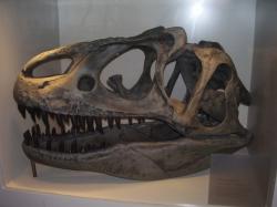 Lebka druhu Allosaurus fragilis byla relativně lehká, přesto ale poměrně pevná a kompaktní. Podle autorů nové studie byla vhodná spíše k pojídání mršin obřích sauropodů než k aktivnímu lovu. Asi dvoutunoví alosauři by tak v období pozdní jury představovali spíše „dominantní mrchožrouty“ než dosud předpokládané vrcholové predátory. Kredit: Vlastní snímek autora, Brusel (únor 2009). Využití pouze s výslovným svolením autora.