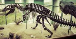 Rekonstruovaná kostra exempláře NCSM 14345 v expozici Přírodovědeckého muzea Severní Karolíny ve městě Raleigh. Při délce kolem 11,5 metru se jedná o zatím největšího objeveného jedince druhu Acrocanthosaurus atokensis. Kredit: Sergey Galyonkin; Wikipedia (CC BY-SA 2.0). Rekonstruovaná kostra exempláře NCSM 14345 v expozici Přírodovědeckého muzea Severní Karolíny ve městě Raleigh. Při délce kolem 11,5 metru se jedná o zatím největšího objeveného jedince druhu Acrocanthosaurus atokensis. Kredit: Sergey Galyonkin; Wikipedia (CC BY-SA 2.0).