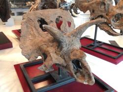 Částečně dochovaná lebka ceratopsida druhu Arrhinoceratops brachyops v expozici Royal Ontario Museum (Královské ontarijské muzeum). Kredit: Daderot; Wikipedia (CC0). Částečně dochovaná lebka ceratopsida druhu Arrhinoceratops brachyops v expozici Royal Ontario Museum (Královské ontarijské muzeum). Kredit: Daderot; Wikipedia (CC0).
