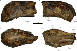 MN 6117-V, typový exemplář druhu Oxalaia quilombensis. Jedná se vlastně o koncovou část „čenichu“ obřího teropodního dinosaura. Celá lebka měřila na délku kolem 135 cm. Kredit: Marcos A. F. Sales, Cesar L. Schultz, Wikipedia (CC BY 4.0). MN 6117-V, typový exemplář druhu Oxalaia quilombensis. Jedná se vlastně o koncovou část „čenichu“ obřího teropodního dinosaura. Celá lebka měřila na délku kolem 135 cm. Kredit: Marcos A. F. Sales, Cesar L. Schultz, Wikipedia (CC BY 4.0).