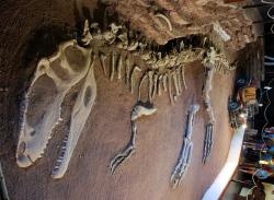 Ohromná kostra typového exempláře druhu Giganotosaurus carolinii, zde s restaurovanou lebkou, kostrou přední končetiny a distální částí kostry zadních končetin. Rekonstrukce v životní velikosti (délka 12,5 metru), umístěná v přízemí Paleontologického muzea Ernesta Bachmanna (Villa El Chocón, provincie Neuquén). Kredit: Simona.cerrato; Wikipedia (CC BY-SA 3.0) Ohromná kostra typového exempláře druhu Giganotosaurus carolinii, zde s restaurovanou lebkou, kostrou přední končetiny a distální částí kostry zadních končetin. Rekonstrukce v životní velikosti (délka 12,5 metru), umístěná v přízemí Paleontologického muzea Ernesta Bachmanna (Villa El Chocón, provincie Neuquén). Kredit: Simona.cerrato; Wikipedia (CC BY-SA 3.0)