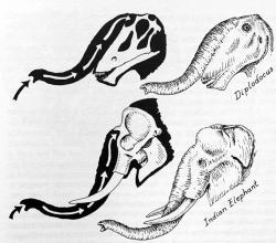 Sloni mají nozdry umístěny vysoko vepředu na lebce, podobně jako například pozdně jurský sauropod Diplodocus. Někteří badatelé si proto před půlstoletím začali představovat, že i druhohorní dinosauři mohli být vybaveni jakýmsi krátkým a pružným chobotem. Dnes už však tato hypotéza není příliš uznávaná. Kredit: Robert T. Bakker (kniha The Dinosaur Heresies, 1986; str. 141). Sloni mají nozdry umístěny vysoko vepředu na lebce, podobně jako například pozdně jurský sauropod Diplodocus. Někteří badatelé si proto před půlstoletím začali představovat, že i druhohorní dinosauři mohli být vybaveni jakýmsi krátkým a pružným chobotem. Dnes už však tato hypotéza není příliš uznávaná. Kredit: Robert T. Bakker (kniha The Dinosaur Heresies, 1986; str. 141).