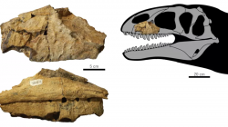 Fragment maxily nově popsaného teropodního dinosaura z kladu Carcharodontosauria, druhu Ulughbegsaurus uzbekistanensis. Stáří sedimentů geologického souvrství Bissekty činí asi 92 až 90 milionů let (věk turon, raná fáze pozdní křídy), tento teropod byl tedy jedním z vůbec nejmladších zástupců celé své vývojové skupiny. Kredit: Tanaka et al., 2021; Wikipedia (CC BY-SA 4.0)