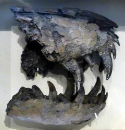 Fosilie „teropoda z Jordanu“, tedy exempláře LACM 28471, objeveného v roce 1966 v sedimentech souvrství Hell Creek ve východní Montaně. Stále není jisté, zda se jedná o samostatný taxon Stygivenator molnari nebo spíše o juvenilní exemplář jiného tyranosauroida. Kredit: Mike Steele; Wikipedia (CC BY 2.0)