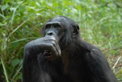 Šimpanz bonobo  aneb „dva v jednom“ –  mírumilovný příbuzný i  krvežíznivá bestie. Foto Pierre Fidenci, CC BY-SA 2.5
