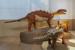 Modely trojice jedinců druhu Antarctopelta oliveroi v muzejní expozici Chilského přírodovědného muzea v Santiago de Chile. Jednalo se o zástupce vývojového kladu Parankylosauria, do nějž dnes řadíme ještě rod Stegouros z Chile a Kunbarrasaurus z Austrálie. Kredit: Rjcastillo; Wikipedia (CC BY-SA 4.0)