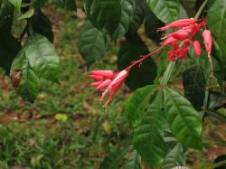 Hořkoň obecná (Quassia amara) náleží do čeledi Simaroubaceae. Hořkost obsažená v kůře a dřevě rostliny se používá jako základ dochucovadel v longdrincích, nealkoholických nápojích, ale také v nápojích na bázi ginu, případně jako náhrada chmele při výrobě piva.  Foto: Forestowlet, CC0