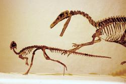 Starší rekonstrukce kostry troodontidního teropoda druhu Stenonychosaurus inequalis (vpravo) a jeho kořisti, malého ptakopánvého thescelosauridního dinosaura druhu Orodromeus makelai. Kredit: Kenneth Carpenter; Wikipedia (CC BY-SA 4.0)