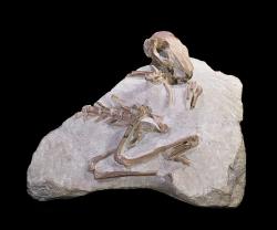 Palaeolagus haydeni, pravěký zástupce čeledi zajícovitých (Leporidae), žijící v době raného oligocénu (před zhruba 33 až 31 miliony let) na území severoamerického Wyomingu. Fosilie byla objevena v lokalitě White River Badlands a patří k tzv. Orellanské fázi vývoje severoamerické pevninské savčí fauny. Kredit: Didier Descouens; Wikipedia (CC BY-SA 3.0)