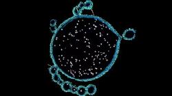 Nově objevené nerearchaeum. Kredit: Debnath Ghosal. Nově objevené nerearchaeum. Kredit: Debnath Ghosal.