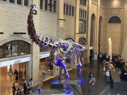Rekonstruovaná kostra titanosaurního sauropoda druhu Futalognkosaurus dukei v expozici Královského ontarijského muzea v Torontu. Tento snímek dokládá, jak masivním a velkým tvorem tento několik desítek tun vážící dinosaurus ve skutečnosti byl. Kredit: LittleLazyLass; Wikimedia Commons (CC BY 4.0)