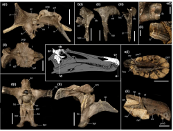 Typový exemplář nově popsaného spinosaurida druhu Ceratosuchops inferodios. Lebeční fragmenty patřily až 8 metrů dlouhému predátorovi, lovícímu v období rané křídy převážně vodní obratlovce. Kredit: Dan Folkes; Wikipedia (CC0 1.0).