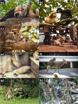 Mazlíčci primátů. Kredit: Grueter et al. (2026), Primates.