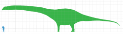 Silueta obřího argentinského dinosaura v porovnání s postavou dospělého člověka. Na základě ohromných kosterních elementů dinosaura bylo odhadnuto, že se jeho hmotnost nejspíš blížila stovce metrických tun. Pro přesnější odhad velikosti jednotlivých tělních částí nebo celkové hmotnosti však bohužel nemáme dostatečně kompletní vzorek fosilního materiálu. Kredit: Matt Martyniuk, Wikipedie