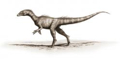 Dracoraptor („dračí lupič“) byl menší neoteropod, který zřejmě úspěšně překonal předposlední hromadné vymírání v dějinách života na Zemi na rozhraní triasu a jury před 201 miliony let. Kredit: David M. Martill, Steven U. Vidovic, Cindy Howells, John R. Nudds – PLoS ONE a Wikipedie, CC BY 2.5