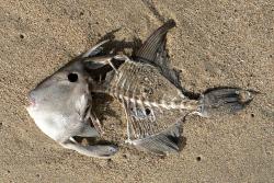 Mrtvá ryba anebo zdroj pozoruhodných antibiotik? Kredit: mahalie stackpole / Wikimedia Commons.