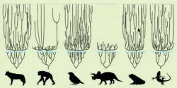 Kreacionismus paradoxně vyžaduje o mnoho řádů rychlejší průběh evoluce: V pár tisíci letech od potopy světa se musely ze zachráněných druhů vyvinout miliony nových druhů živočichů a rostlin a dostat se na současná místa výskytu. Kreacionismus paradoxně vyžaduje o mnoho řádů rychlejší průběh evoluce: V pár tisíci letech od potopy světa se musely ze zachráněných druhů vyvinout miliony nových druhů živočichů a rostlin a dostat se na současná místa výskytu.