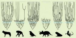 Kreacionismus paradoxně vyžaduje o mnoho řádů rychlejší průběh evoluce: V pár tisíci letech od potopy světa se musely ze zachráněných druhů vyvinout miliony nových druhů živočichů a rostlin a dostat se na současná místa výskytu.