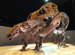 Denversaurus byl součástí tzv. lancijské fauny, představující poslední populace neptačích dinosaurů na úplném konci křídového období v Laramidii. Zde v expozici muzea v Dallasu, spolu s exemplářem druhu T. rex, známém jako „Wyrex“ (zajímavého tím, že u něj byly poprvé v roce 2002 objeveny fosilní otisky kůže). Kredit: Daderot, Wikipedie (CC0)