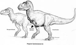 Rekonstrukce vzezření gravidní samice druhu Tyrannosaurus rex (vpředu) a samice, která momentálně není v „očekávání“ (v pozadí). Jde nicméně pouze o ilustrátorovu fantazii, ve skutečnosti nemáme tušení, jaké stopy na tělesném profilu dinosauřice tento stav zanechával. Kredit: Mark Hallet