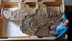Úžasně zachovaná zkamenělina otisku kůže triceratopse, známého jako „Lane“. Jak se ukazuje, tito dinosauři skutečně nevypadali ani z hlediska textury své pokožky jako cokoliv, co známe ze současné přírody. Kredit: Black Hills Institute of Geological Research